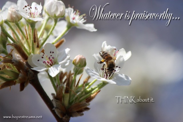 Ornamenetal Pear with Bee